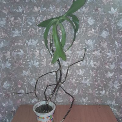 Лот: 10655303. Фото: 1. Каллизия,золотой ус. Горшечные растения и комнатные цветы