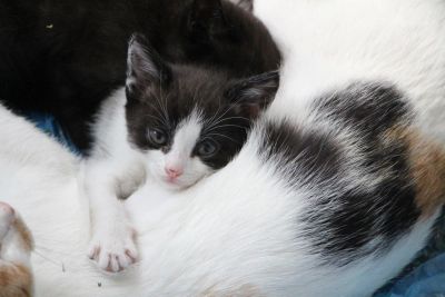 Лот: 10293411. Фото: 1. Пушистый котенок девочка 2 месяца... Кошки, котята