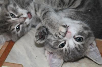 Лот: 2266349. Фото: 1. Котята:) Мальчик и девочка:) Ищут... Кошки, котята