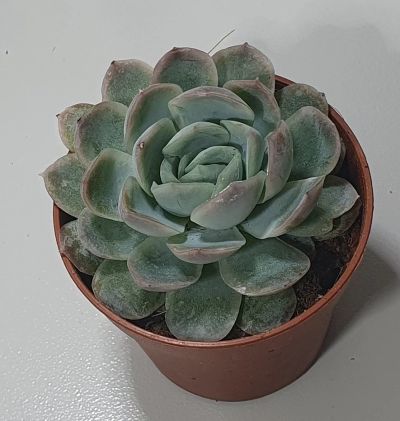 Лот: 17378443. Фото: 1. Эхеверия пулидонис (Echeveria... Горшечные растения и комнатные цветы