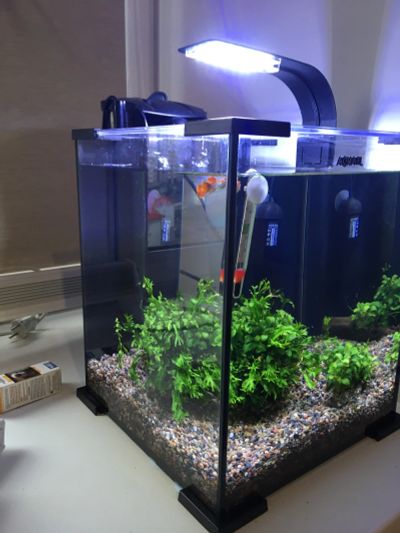 Лот: 16631479. Фото: 1. Аквариум aquael. Аквариумы, террариумы