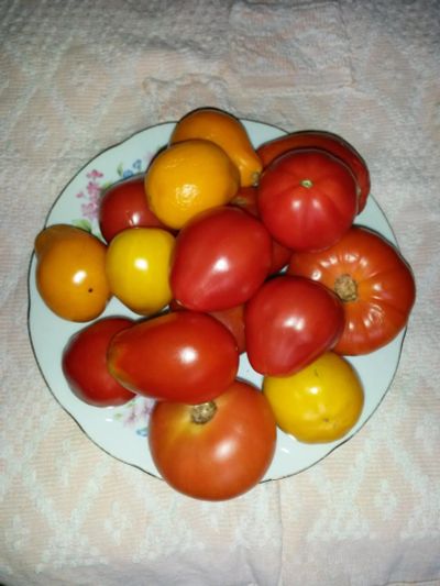Лот: 8378361. Фото: 1. Помидоры домашние. Овощи, фрукты, зелень