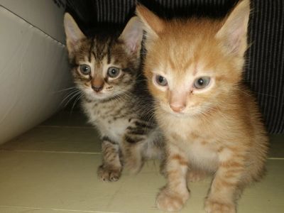 Лот: 16496444. Фото: 1. Крупные котята. Кошки, котята