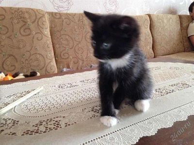 Лот: 2805466. Фото: 1. котена девочка :). Кошки, котята