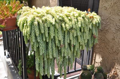 Лот: 23688406. Фото: 1. Суккулент Sedum Morganianum (Седум... Горшечные растения и комнатные цветы