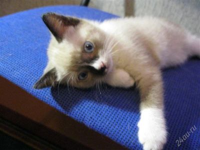 Лот: 2387951. Фото: 1. Сиамская киска. Кошки, котята