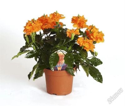 Лот: 901492. Фото: 1. кроссандра ... Горшечные растения и комнатные цветы