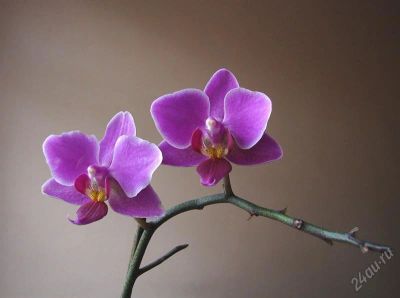 Лот: 853112. Фото: 1. Орхидея фаленопсис. Горшечные растения и комнатные цветы