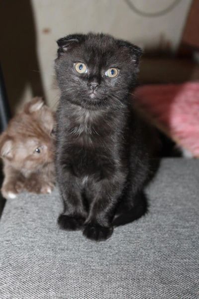 Лот: 4036092. Фото: 1. Шотландская вислоушка. Кошки, котята