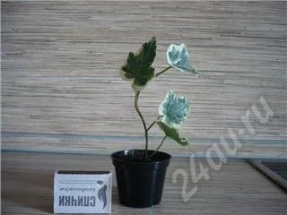 Лот: 45640. Фото: 1. Hedera helix Harald. Красноярск