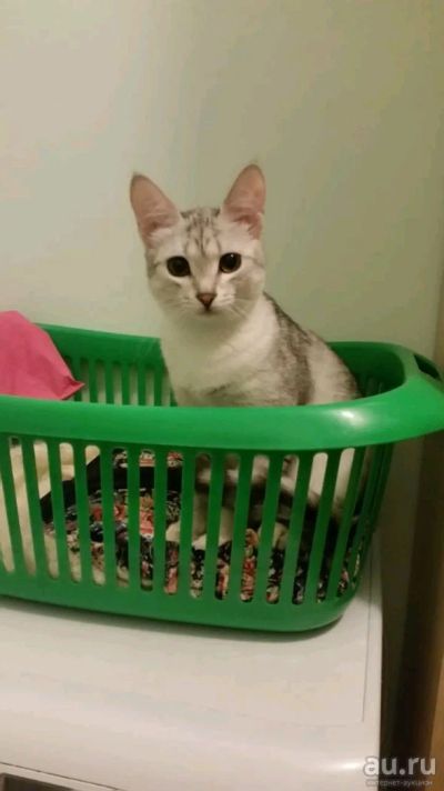 Лот: 14772816. Фото: 1. Отдам котят. Кошки, котята