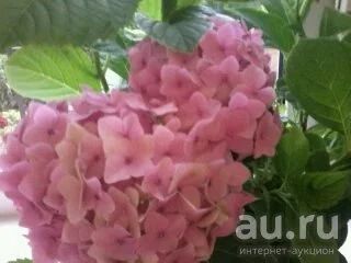 Лот: 10623438. Фото: 1. Отростки от гортензии. Горшечные растения и комнатные цветы