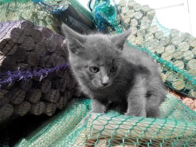 Лот: 5706725. Фото: 1. Котик. Кошки, котята