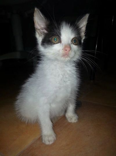 Лот: 4463932. Фото: 1. Котенок девочка 1 мес. Кошки, котята