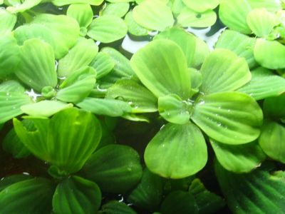 Лот: 7073117. Фото: 1. Пистия Pistia stratiotes. Водные растения