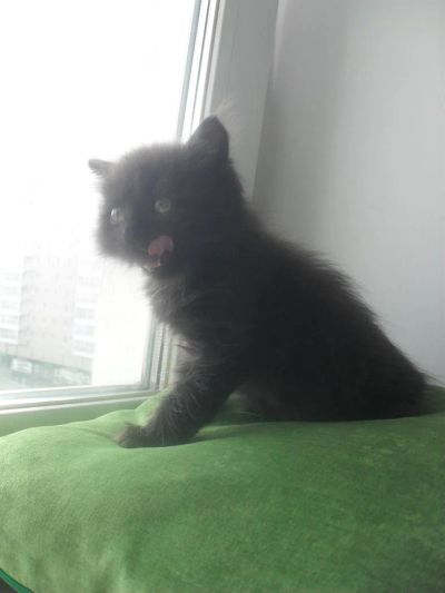 Лот: 3014339. Фото: 1. Маленькие пушистые чертята ищут... Кошки, котята