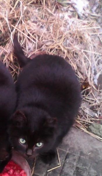 Лот: 3531503. Фото: 1. Подарим котенка черного, девочку... Кошки, котята