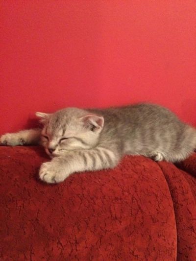 Лот: 9581545. Фото: 1. Шотландский вислоухий котёнок. Кошки, котята