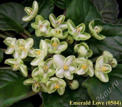 Лот: 545952. Фото: 1. Листики фиалки сорта Emerald Love... Горшечные растения и комнатные цветы