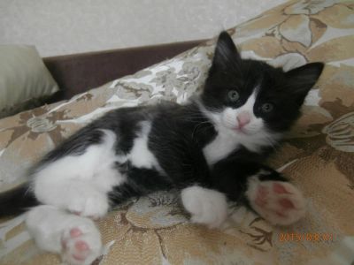 Лот: 5133525. Фото: 1. Звездочка. Родилась 7 января. Кошки, котята