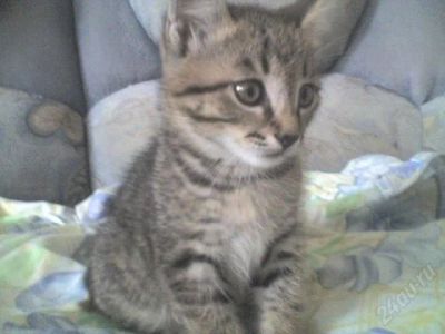 Лот: 1743836. Фото: 1. котенок красивый. Кошки, котята