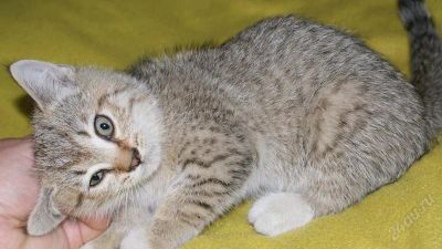 Лот: 654424. Фото: 1. шотландские прямоухие котята без... Остальные животные