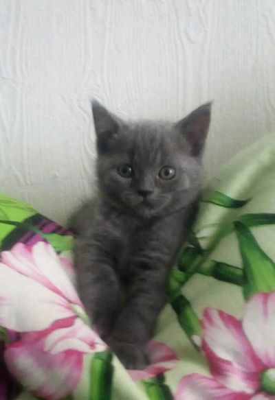 Лот: 11123963. Фото: 1. Шотландский Котёнок, мальчик. Кошки, котята
