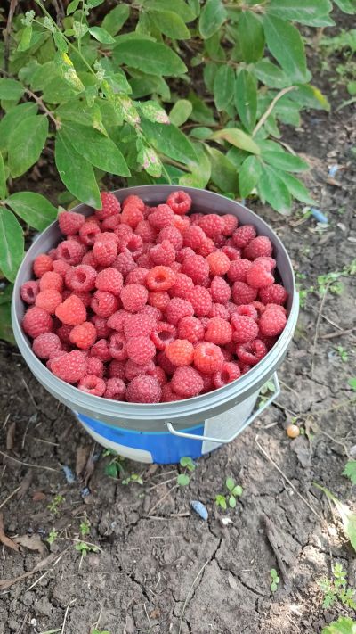 Лот: 23275844. Фото: 1. Малина, смородина чëрная мороженная. Ягоды, орехи