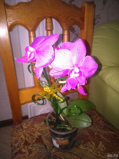 Лот: 8608190. Фото: 1. Меняю орхидею на орхидею другого... Горшечные растения и комнатные цветы