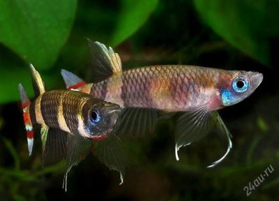 Лот: 2883379. Фото: 1. Щучка-клоун (Pseudepiplatys annulatus... Рыбки