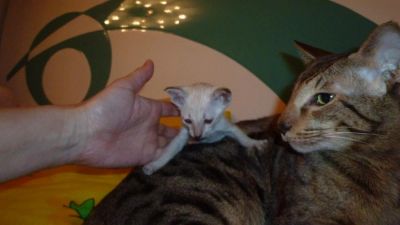 Лот: 3839211. Фото: 1. котята ориентальные. Кошки, котята