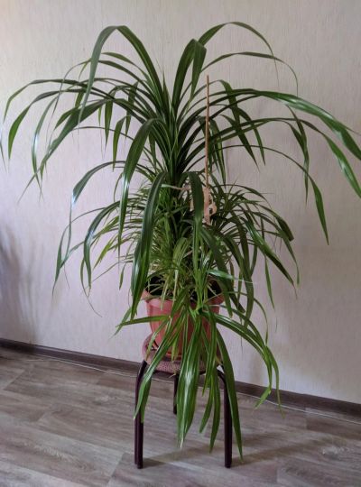 Лот: 19061383. Фото: 1. Панданус винтовая пальма. Горшечные растения и комнатные цветы