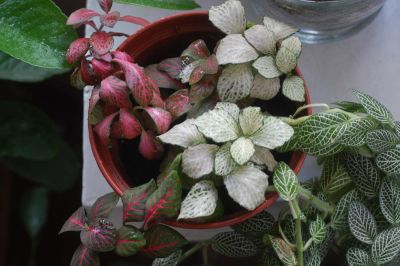 Лот: 5686166. Фото: 1. Фиттония, 5 видов. Горшечные растения и комнатные цветы