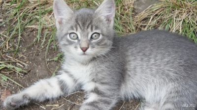 Лот: 9786353. Фото: 1. Котенок светло-серый, девочка... Кошки, котята