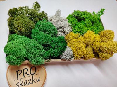 Лот: 15047483. Фото: 1. Стабилизированный мох для интерьерных... Свежие цветы