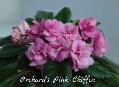 Лот: 8504012. Фото: 1. Минифиалка сортовая Orchard's... Горшечные растения и комнатные цветы