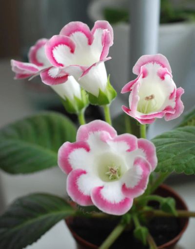 Лот: 4020184. Фото: 1. Глоксиния белая, с розовой каймой... Горшечные растения и комнатные цветы