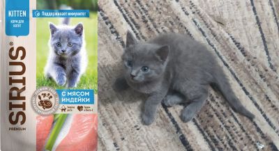 Лот: 25634247. Фото: 1. Серенькая, дымчатая кошечка 2... Кошки, котята
