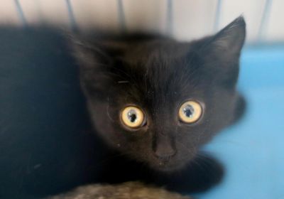Лот: 7843850. Фото: 1. Маленькая девочка бесплатно. Кошки, котята