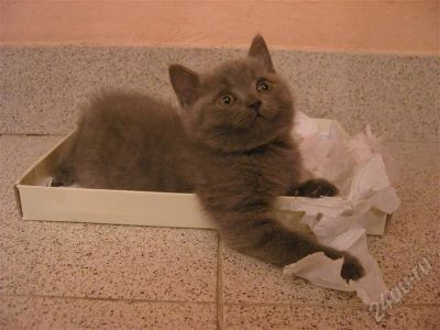 Лот: 409334. Фото: 1. Котёнок британской породы. Остальные животные
