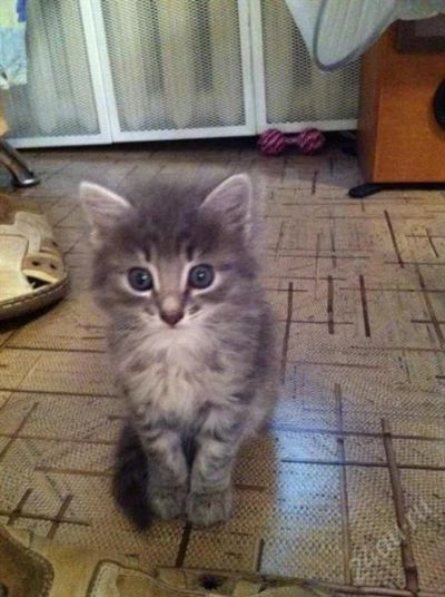 Лот: 2956206. Фото: 1. Отдам котёнка (девочка). Кошки, котята