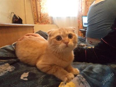 Лот: 1728686. Фото: 1. Кот. Кошки, котята