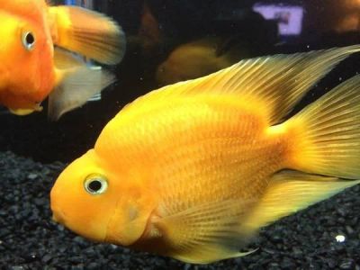 Лот: 8955964. Фото: 1. Цихлида жёлтый попугай (Cichlid... Рыбки