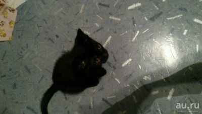 Лот: 8036282. Фото: 1. Отдам очень умного котенка в добрые... Кошки, котята