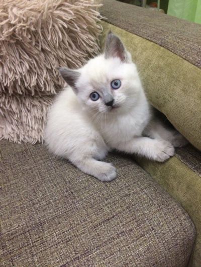 Лот: 10527916. Фото: 1. Шотландская прямоухая (Scottish... Кошки, котята