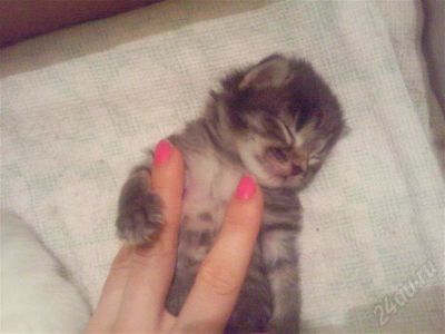 Лот: 555894. Фото: 1. Котенок!. Остальные животные