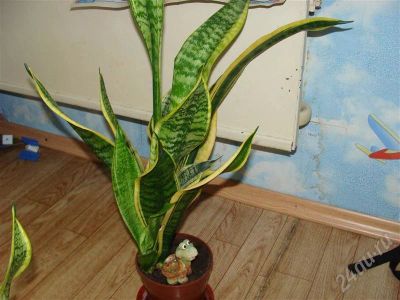 Лот: 268545. Фото: 1. Сансевиерия 2. Горшечные растения и комнатные цветы