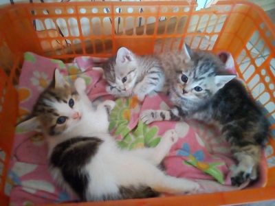 Лот: 16380934. Фото: 1. котята. Кошки, котята