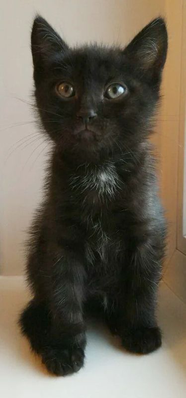Лот: 10496145. Фото: 1. Котёнок Уголёк 2 мес. Кошки, котята