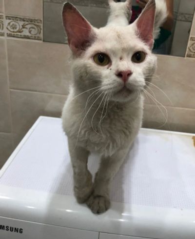 Лот: 16393773. Фото: 1. Найден кот ищем хозяев. Кошки, котята